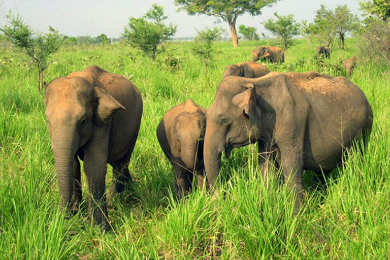 Udawalawe National Park | Attractions in Sri lanka