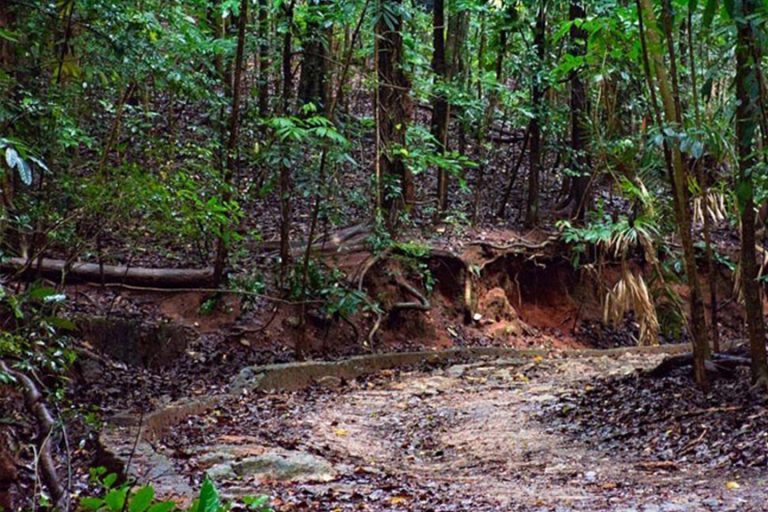 Udawattekele Sanctuary | Attractions in Sri lanka